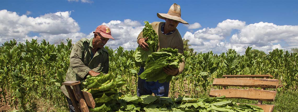 Culture du tabac, Pinar del Río